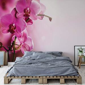 Pink Orchids Flowers Photo Wallpaper Wall Mural