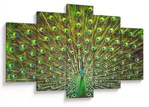 Tablou - Peacock (150x105 cm)
