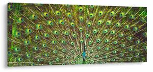 Tablou - Peacock (120x50 cm)