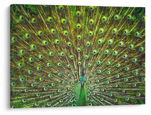 Tablou - Peacock (70x50 cm)