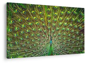 Tablou - Peacock (90x60 cm)