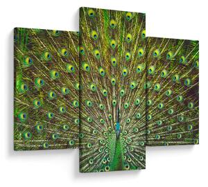 Tablou - Peacock (90x60 cm)