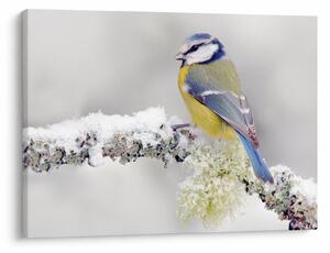 Tablou - Tit albastru în pădure (70x50 cm)