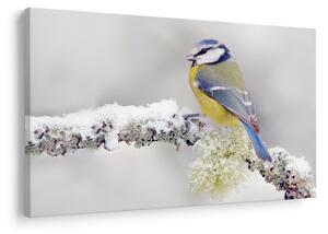 Tablou - Tit albastru în pădure (90x60 cm)