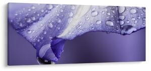 Tablou - Petală cu picături (120x50 cm)