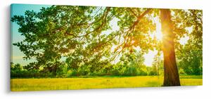 Tablou - Pădurea însorită (120x50 cm)