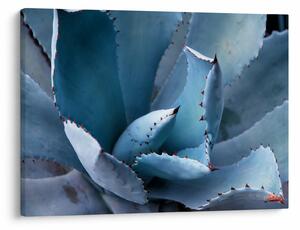 Tablou - Agave (70x50 cm)