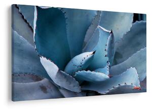 Tablou - Agave (90x60 cm)