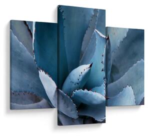 Tablou - Agave (90x60 cm)