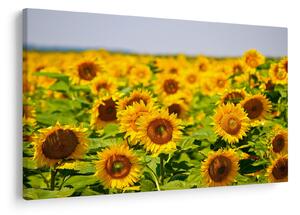 Tablou - Floarea-soarelui (90x60 cm)