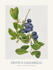 Reproducere Plums (Watercolour Kitchen Fruit)