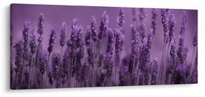 Tablou - Lavanda (120x50 cm)
