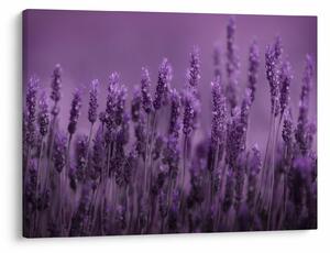 Tablou - Lavanda (70x50 cm)