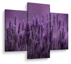 Tablou - Lavanda (90x60 cm)
