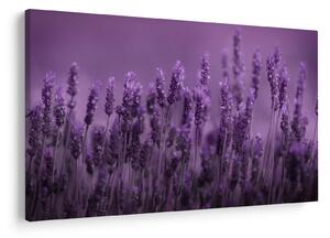 Tablou - Lavanda (90x60 cm)