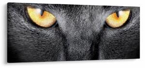 Tablou - Close up portret de o pisică (120x50 cm)