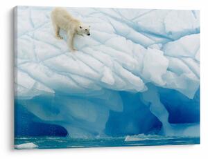 Tablou - Ursul polar (70x50 cm)