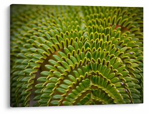 Tablou - Fern (70x50 cm)