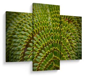 Tablou - Fern (90x60 cm)