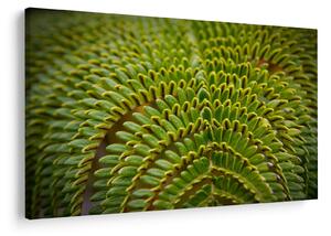 Tablou - Fern (90x60 cm)
