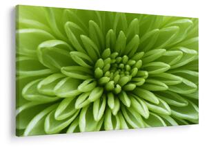 Tablou - Imagine macro a unei plante (90x60 cm)