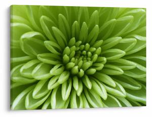 Tablou - Imagine macro a unei plante (70x50 cm)