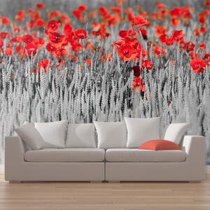 Fototapet - Red poppies on black and white background