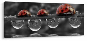 Tablou - Floarea-soarelui, alb și negru (120x50 cm)