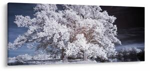 Tablou - Albă ca Zăpada Copac (120x50 cm)