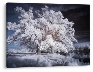Tablou - Albă ca Zăpada Copac (70x50 cm)