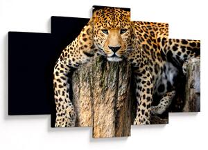 Tablou - Ghepard (150x105 cm)