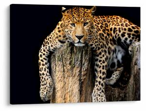 Tablou - Ghepard (70x50 cm)