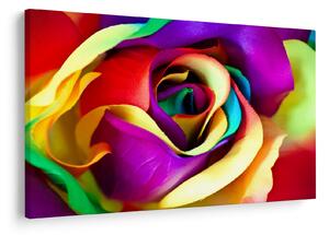 Tablou - Trandafir colorat (90x60 cm)