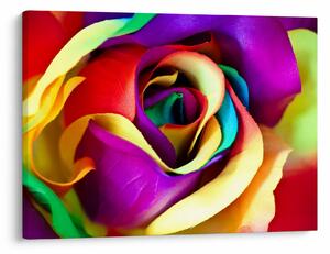 Tablou - Trandafir colorat (70x50 cm)