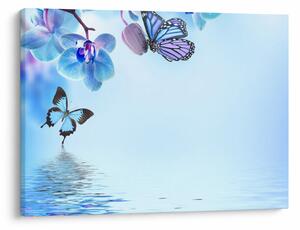 Tablou - Fluture pe flori de orhidee, albastru (70x50 cm)