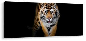Tablou - Tiger (120x50 cm)
