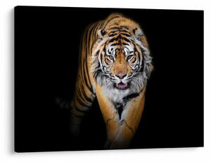 Tablou - Tiger (70x50 cm)