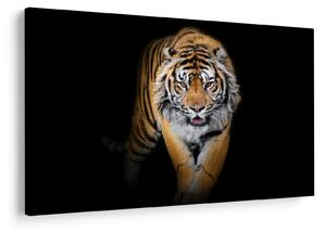 Tablou - Tiger (90x60 cm)