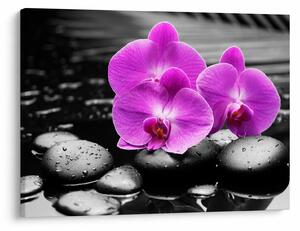 Tablou - Orhidee violet (70x50 cm)