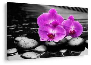 Tablou - Orhidee violet (90x60 cm)