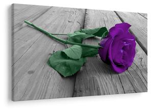 Tablou - Trandafir violet cu tulpina verde (90x60 cm)