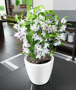 LECHUZA 442093 Table Planter "CLASSICO Premium 21 LS ALL-IN-ONE" High-gloss White 16020