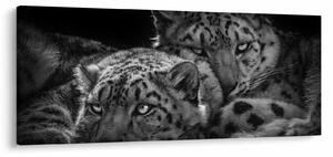 Tablou - Gheparzi care se odihnesc (120x50 cm)