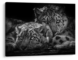Tablou - Gheparzi care se odihnesc (70x50 cm)