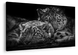 Tablou - Gheparzi care se odihnesc (90x60 cm)