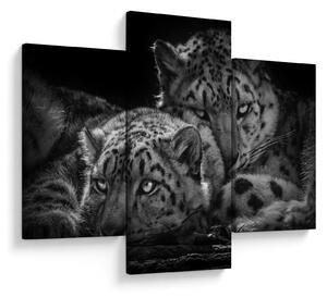Tablou - Gheparzi care se odihnesc (90x60 cm)