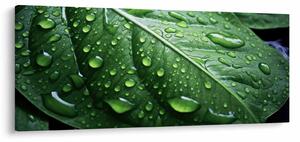 Tablou - Detaliu de frunze după ploaie (120x50 cm)