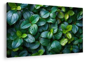 Tablou - Plante verzi (90x60 cm)