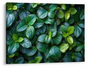 Tablou - Plante verzi (70x50 cm)
