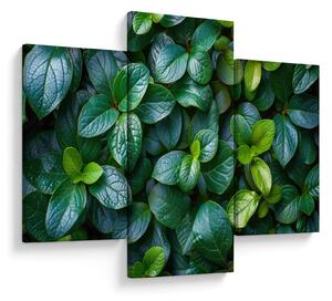 Tablou - Plante verzi (90x60 cm)